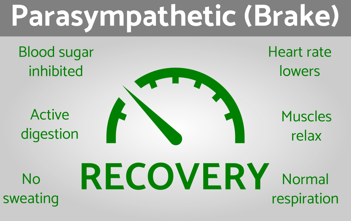 The parasympathetic nervous system is the brake that slows down the body to enable relaxation and recovery.