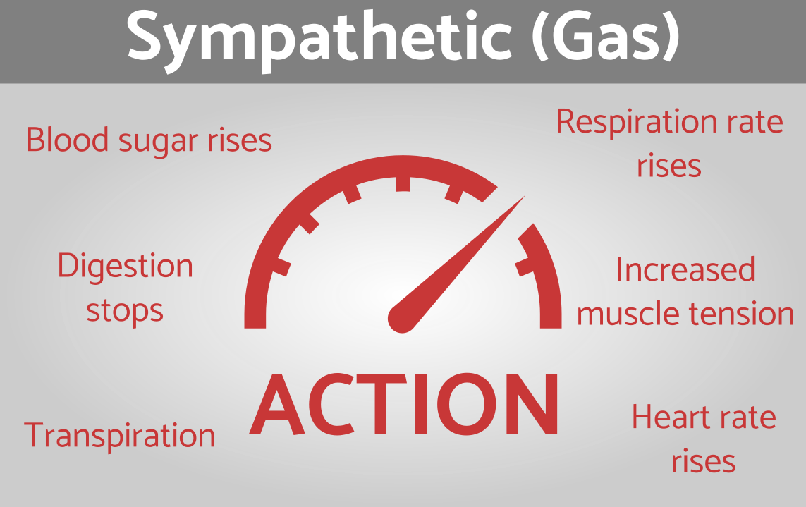 The sympathetic nervous system is the gas that speeds up bodily function such as heart rate, blood pressure and respiration rate.